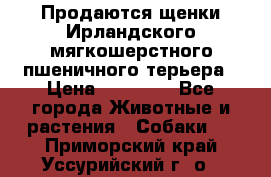 Продаются щенки Ирландского мягкошерстного пшеничного терьера › Цена ­ 30 000 - Все города Животные и растения » Собаки   . Приморский край,Уссурийский г. о. 